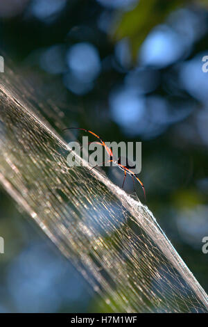 Black wood Spider, Nephila kuhli,  Kanha Madhya Pradesh, India Stock Photo