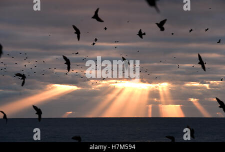 Brighton Sussex, UK. 6th Nov, 2016. Sunlight dramatically breaks through the clouds at sunset as the daily starling murmuration takes place over Brighton after another beautiful Autumn day in the south of Britain Credit:  Simon Dack/Alamy Live News Stock Photo