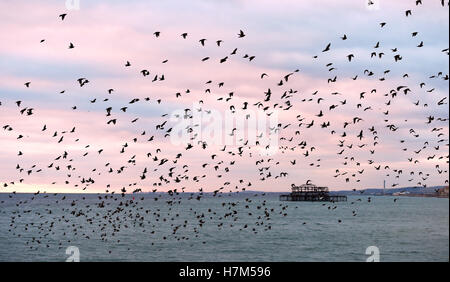 Brighton Sussex, UK. 6th Nov, 2016. Sunlight dramatically breaks through the clouds at sunset as the daily starling murmuration takes place over Brighton after another beautiful Autumn day in the south of Britain Credit:  Simon Dack/Alamy Live News Stock Photo