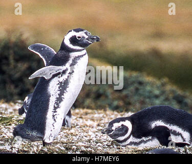 Magallanes Region, Chile. 22nd Feb, 2003. A pair of Magellanic penguins (Spheniscus magellanicus) at the Otway Sound Penguin Reserve in Chile, 40 miles (65km) from Punta Arenas. A popular tourist attraction, the penguins return there each year for the mating season. They were named after Portuguese explorer Ferdinand Magellan, who spotted the birds in 1520. © Arnold Drapkin/ZUMA Wire/Alamy Live News Stock Photo