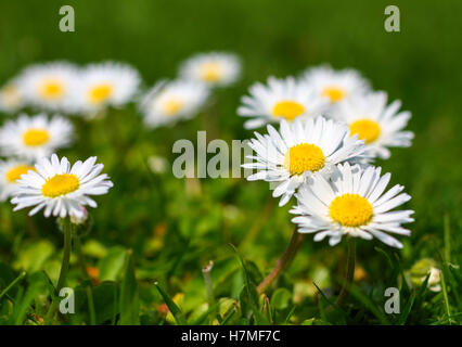Common daises (weeds) growing in amongst a lawn during the spring Stock Photo