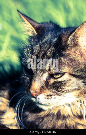 Close up portrait view of a domestic tabby cat (feline) on grass (lawn) Stock Photo
