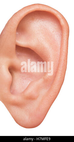 human ear isolated on white background Stock Photo