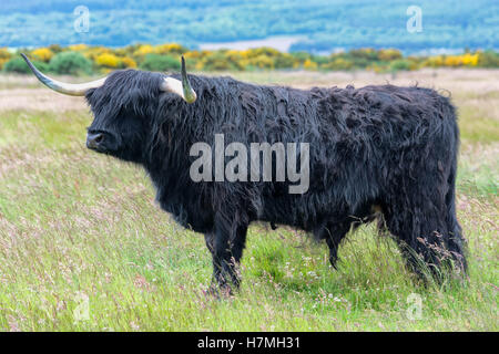 Highland Cow at Dornoch, Scotland, United Kingdom Stock Photo