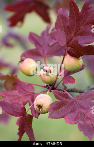 Malus trilobata fruit. Stock Photo