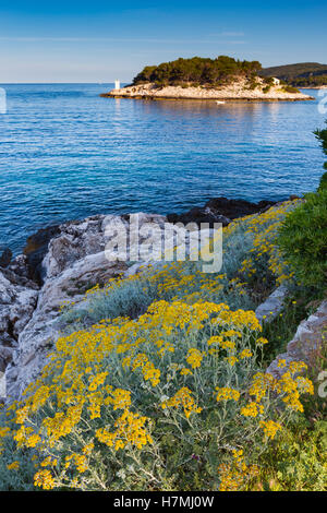 Flower blooms and rocky coast. Island Hvar, Croatia. Adriatic sea, Mediterranean vegetation. Europe. Stock Photo