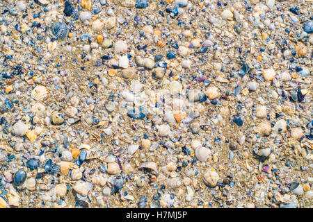 Broken shells on a Mediterranean beach. Background pattern Stock Photo