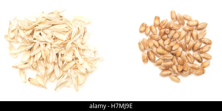 grain of wheat isolated on white background Stock Photo