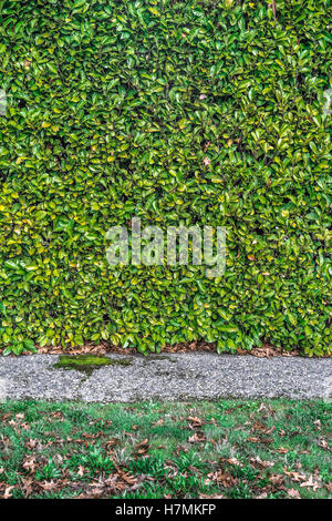 Green hedge with a grey sidewalk and a lawn with fallen brown leaves in it. Stock Photo