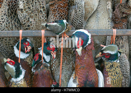 shot birds on pheasant and partridge shoot Stock Photo