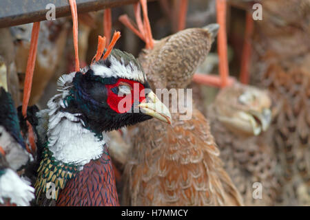 shot birds on pheasant and partridge shoot Stock Photo