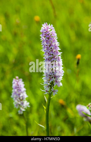 Common spotted orchid dactylorhiza fuchsiii in Wharram Quarry Yorkshire Wildlife Trust nature reserve  North Yorkshire Stock Photo