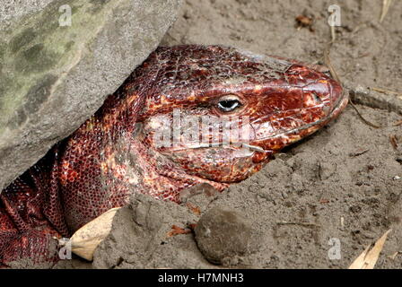 Argentine giant Red Tegu lizard (Tupinambis rufescens, Salvator rufescens) head emerging from his burrow Stock Photo