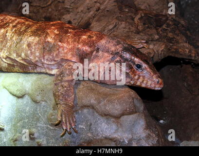 Argentine giant Red Tegu lizard (Tupinambis rufescens, Salvator rufescens) Stock Photo