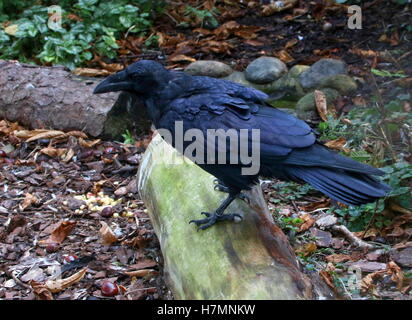 Eurasian Raven (Corvus corax) on the ground Stock Photo