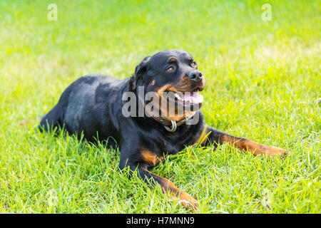 Good Rottweiler Dog Laying on Lawn Stock Photo