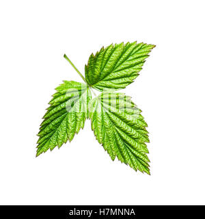 Raspberry Leaves Isolated on White Stock Photo
