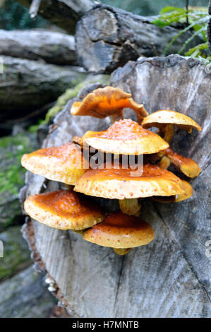 A cluster of Honey fungi (Armillaria mellea) growing on wood in the New Forest National Park Hampshire, UK Stock Photo