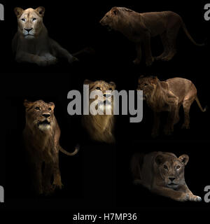 lion hiding in the dark with spotlight Stock Photo