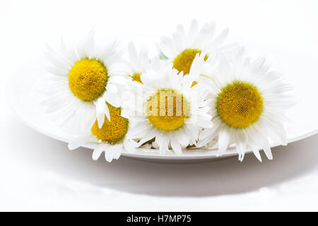 White daisies ( bellis perennis) on white background Stock Photo