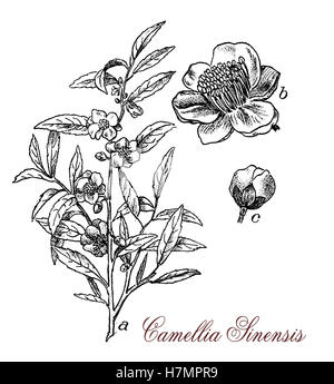 Camellia sinensis or Camellia is a  flowering plant, the leaves are used to produce tea. The plant originates from Asia and is cultivated in tropical and subtropical areas.Flowers are yellow-white with 7-8 petals, seeds are pressed for tea oil for cooking. Stock Photo