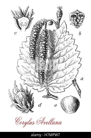 Botanical engraving of Common Hazel shrub cultivated for its nuts. Hazelnut, kernel and seeds are edible and rich on proteins used raw, roasted or ground to paste. Stock Photo