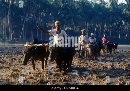 INDIA Karnataka, Moodbidri, rice farming, plowing fields with water buffalo Stock Photo