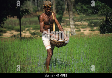 INDIA Karnataka, Moodbidri, rice farming, applying fertilizer Stock Photo