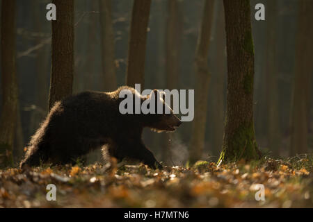 European Brown Bear / Braunbaer ( Ursus arctos ) walking through a forest, in first morning light, backlight situation. Stock Photo