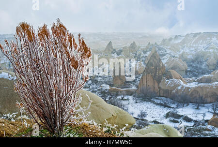 The bush of thuja in white frost with the scenic landscape of the Pigeon Valley on the background, Cappadocia, Turkey. Stock Photo