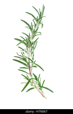 rosemary isolated on white background Stock Photo