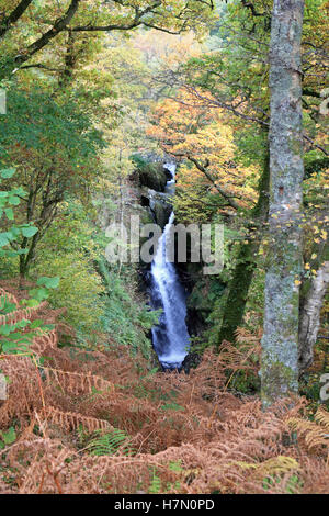 Autumn at Aira Force falls in Cumbria England UK Stock Photo