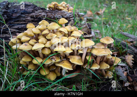 Sulpher Tufts Hypholema Fasciculare fungi growing on a rotting fallen tree. Stock Photo