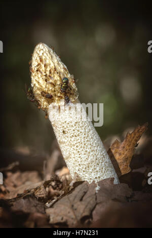 Common stinkhorn ( Phallus impudicus) covered with flies Stock Photo