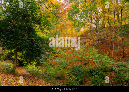 Autumn colour in Rectory Wood at Church Stretton, Shropshire, England, UK. Stock Photo