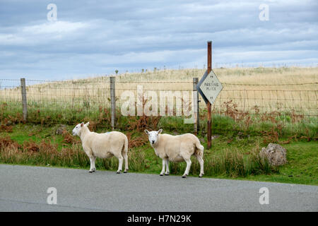 Sheeps on the road, Isle of Skye, Trotternish, Scotland Stock Photo