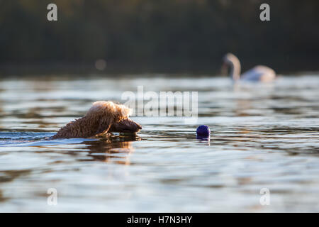 royal poodle swims for a ball in a lake Stock Photo