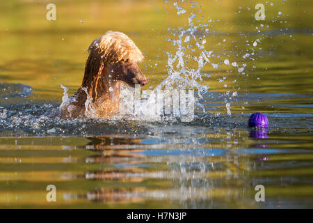 royal poodle having fun by swimming in a lake Stock Photo