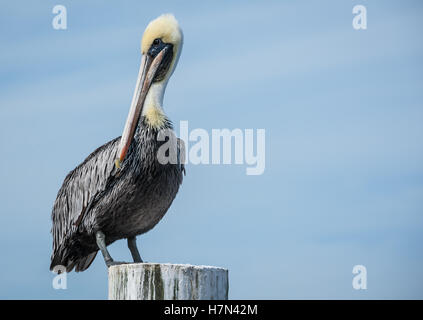 Brown pelican perched on a dock piling near the ocean in Jacksonville, Florida, USA. Stock Photo