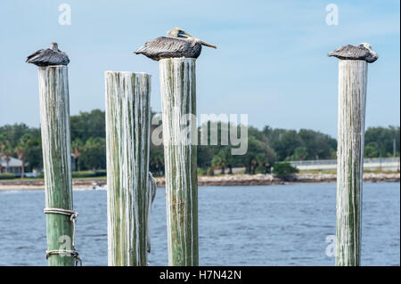 Brown pelicans perched atop dock pilings at Mayport in Jacksonville, Florida, USA. Stock Photo