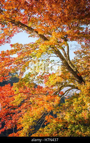 Fall Barber Display Maple leaves display vibrant orange, yellow and green colors at Chuxiu ...