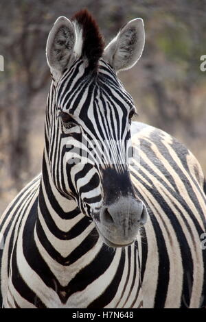 Zebra Portrait in Etosha, Namibia Stock Photo