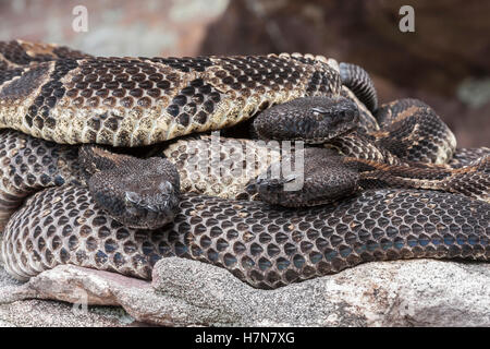 3 gravid dark phase Timber Rattlesnakes basking at rookery area in rock field near den. Stock Photo