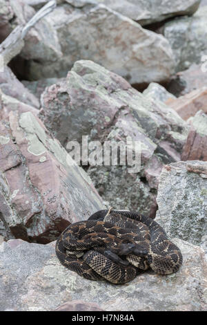 4 gravid dark phase Timber Rattlesnakes basking at rookery area in rock field near den. Stock Photo