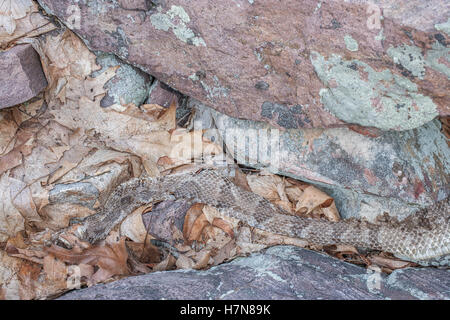 Timber Rattlesnakes shed with a few weeks of emerging from the den.  This shed was found in a rock field near a den. Stock Photo