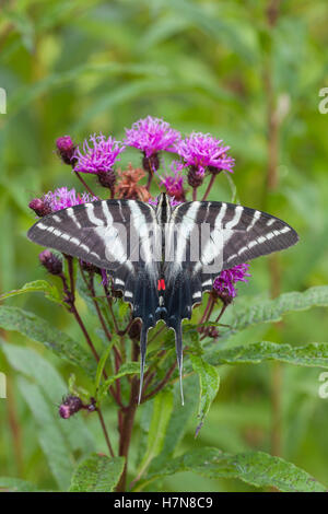 Zebra Swallowtail (Protographium marcellus) Adult nectaring on New York Ironweed (Vernonia noveboracensis). Stock Photo