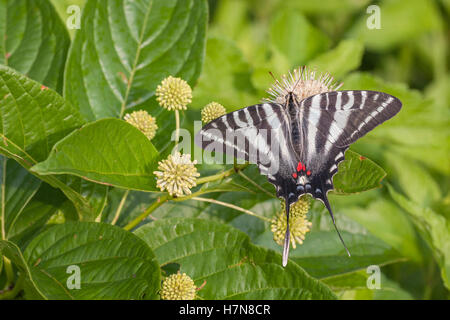 Zebra Swallowtail (Protographium marcellus) Adult nectaring on Buttonbush. (Cephalanthus occidentalis). Stock Photo