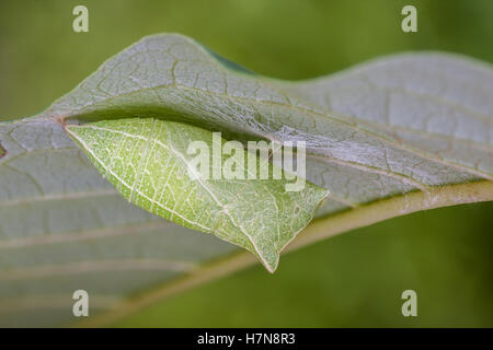 Zebra Swallowtail (Protographium marcellus) Chrysalis on Paw Paw (Asimina triloba) leaf. Stock Photo