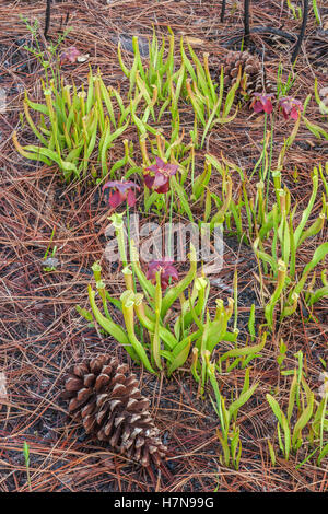 Alabama Canebrake Pitcher Plant (Sarracenia rubra ssp alabamensis).  Pitchers and blossoms in spring at Roberta Case Pine Hills  Stock Photo