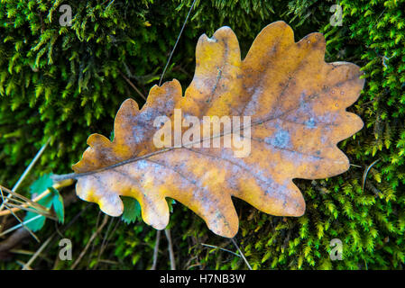 Single autumn colored oak leaf(Quercus) lying on moss, closeup, Divonne les Bains, Auvergne-Rhône-Alpes, France Stock Photo